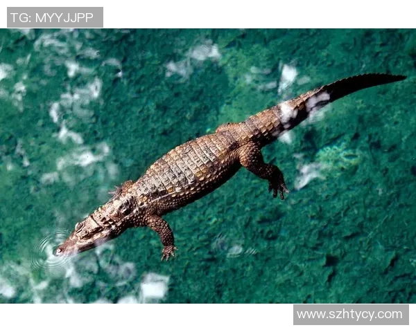 水中运动的多样性与健康益处探索：从游泳到水上健身的全面解析